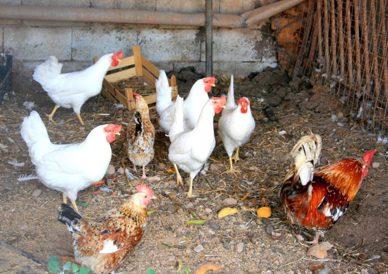 Da Pina Farm stay
